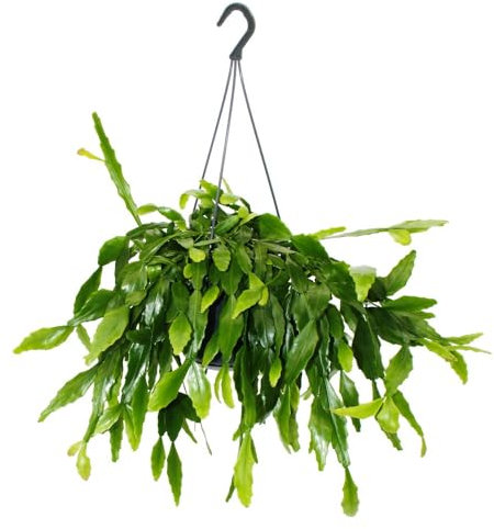 Exotenherz Urban Jungle Elegance - Moderne Kakteen-Ampel mit toller Blattstruktur - Rhipsalis crispata - 15cm