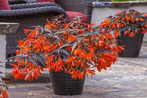 Begonia Boliviensis Dark Leaf Orange | 6 Plug Plants | Bedding