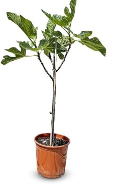 Higuera mediterránea Ficus Carica de hasta 100 cm con dulces higos verdes, ideal para terraza y jardín