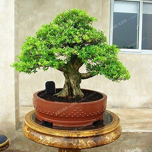 Swansgreen 50 Pcs Bonsai Chinese Boxwood Seeds Perennial Woody Plants Four Seasons Evergreen Tree Seeds Absorb Formaldehyde Potted Plants