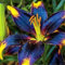 Shopmeeko 2 Stück echte blaue Lilie Zwiebeln, doppelte Blütenblätter Lilie Blume Bonsai Zwiebeln, mehrjährige gemäÃŸigten Indoor Blumen Topfpflanzen für Hausgarten: 18