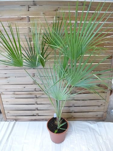 [Palmenlager] XL Chamaerops humilis - Zwergpalme - 170 cm - Winterhart -12°C