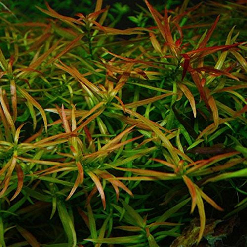 PondPlantsUK Ludwigia arcuata-submerged - Aquarium Plants