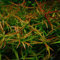PondPlantsUK Ludwigia arcuata-submerged - Aquarium Plants
