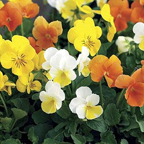 Pansy Plants - Delta 'Citrus Mix'- 20 x Full Plant Pack - Pansies - Garden Ready - Ready to Plant - Premium Quality Bedding Plants
