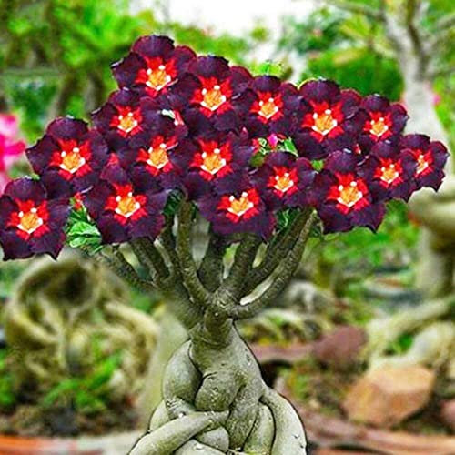 WüStenrosen Zwiebeln, Leuchtende Blumen,Trockenheitstolerant,Einfach Anzubauen. Winterhart Zwiebeln, Zierliche Blattform,Desert Rose Plant, Winterhart Pflanzen, 1zwiebeln-J