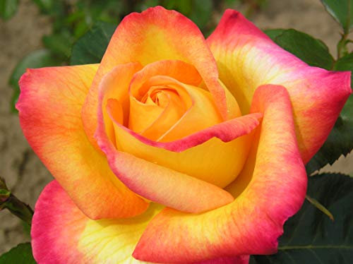 Love and Peace - 5.5lt Potted Hybrid Tea Garden Rose Bush - Fragrant, Yellow and Pink Blend