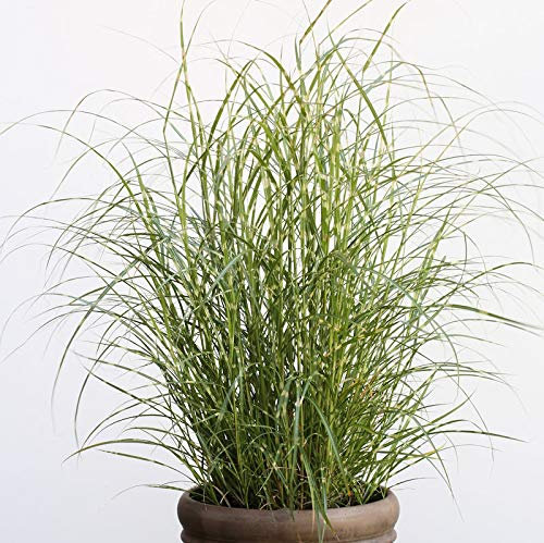 Chinaschilf Little Zebra - Miscanthus sinensis