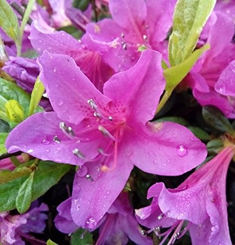 Kriechende Immergrüne Zwerg Azalee Kakadu 20-25cm - Rhododendron nakaharai - lebende Gartenpflanze aus den Baumschulen