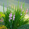 Gladiolenzwiebeln MehrjäHrig Winterhart Blumen Gartendeko FüR DraußEn Zierlauch Zwiebeln Gladiolen Balkon Blumen Winterharte Garten Pflanzen Bodendecker Exotische Pflanzen 3 Violett Gladiolen Zwiebeln