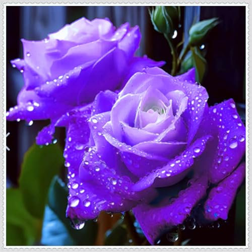 Farbenfrohe Rosen, Premium-Sorten - mehrjährig, hochwertige Zwiebeln, geeignet für die Innen- und Gartendekoration-1 zwiebel-G