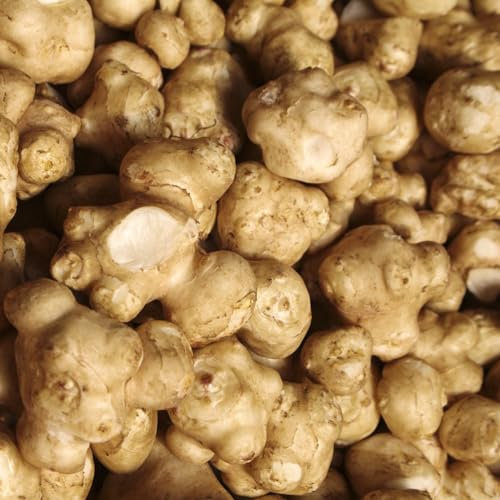 3 pcs topinambur saatknollen zum pflanzen Zwiebeln, topinambur - knollen, echte pflanzen, hochbeete für garten topinambur kaufen - Helianthus tuberosus - alte sorten garten pflanzen