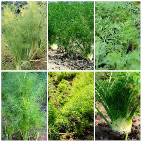 1000 Pcs Fenchelsamen Bio - Fenchel Pflanze Samen, Gewächshaus Balkon, Kräuter Pflanzen Fenchelsamen Saatgut, Kräutergarten Küche, Gemüse Pflanzen Kräuter, Gemüsesamen Winterhart Kräutergarten
