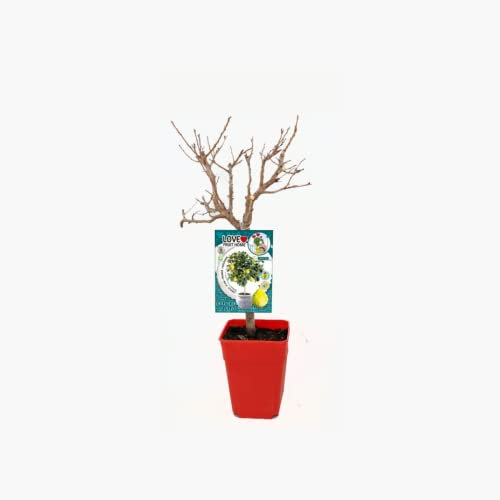Verdecora Ciruelo Enano Residuo cero en maceta 5L | Prunus domestica | Árbol frutal natural planta de exterior | Cultivado sin uso de productos químicos