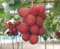 Neu ! -Top 10 Rare Luxus grapes- Authentic Rubin Roman Trauben 5 geschichteten Samen
