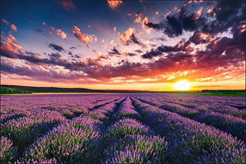 Muralo Fototapete Landschaft 240 x 360 cm Vlies Tapete Wandtapeten Lavendel Feld Himmel Wohnzimmer Schlafzimmer Moderne Wandbilder XXL Natur Panorama Wand Dekoration