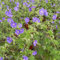 100 pcs storchenschnabel pflanze winterhart samen, blumen für balkon, bio saatgut (Geranium sanguineum) blumensamen mehrjährig winterhart, seeds kräuter, bonsai bienenfreundliche blumensamen,