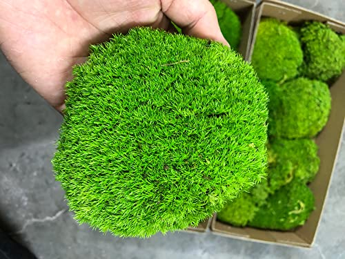 Prefleur konservierte Pflanzen Stange Mooskissen Dutt Kissen Natur Grün Dekorativ Echt Natur Grün DIY Kit Terrarien Gartenarbeit Kunst Wanddekoration Florist Dekor (Green-b, 1.5 sq.ft.)