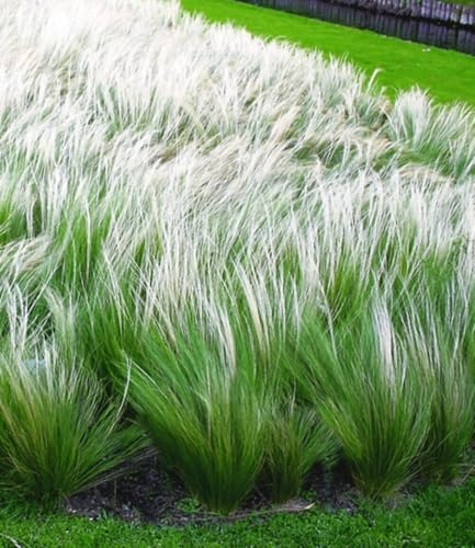 BALDUR Garten 15x Mädchenhaargras Federgras, Pflanzen im 9x9 cm-Topf | Engelshaargras winterhart, Garten-Ziergräser, winterharte Staude, trockenresistent & mehrjährig, blühend, Stipa borysthenica
