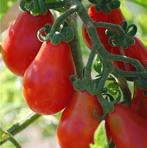 Viridis Hortus - 70 Tomato Red Pear Vegetable Seeds