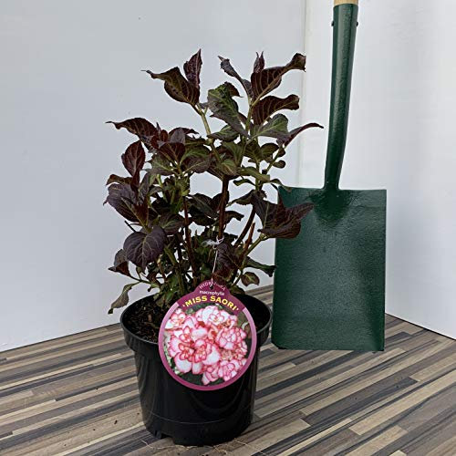 Hydrangea Miss Saori Supplied in a 3 Litre Pot