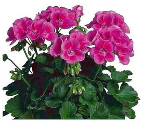 DECOALIVE Geranio Fucsia Planta Natural con Flores Fucsia