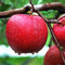 emillas de manzana, 50 piezas Semillas de manzana para plantar semillas para plantar verduras y frutas, Semillas de manzano dulce Semillas de fruta no transgénicas para plantar árboles frutales Sem