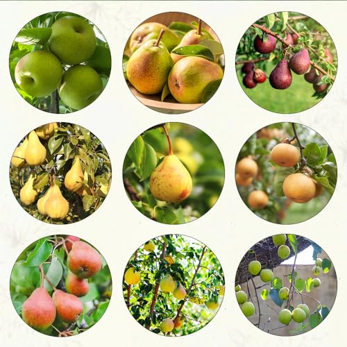 35 Pcs birnenbaum winterhart samen - bonzai bäume stauden winterhart mehrjährig,Pyrus communis, seltene pflanzen bonsai samen bäume garten winterhart säulenobstbäume pflanzen anzucht