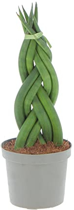 KENTIS - Sansevieria Cylindrica Braid - Piante Purifica Aria da Interno Vere - Pianta Grassa da Appartamento - Succulenta - H 20-30 cm Vaso Ø 9 cm