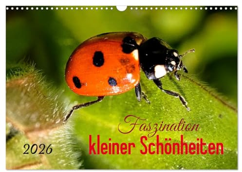 Faszination kleiner Schönheiten (Wandkalender 2026 DIN A3 quer), CALVENDO Monatskalender: Traumhafte Makro-Aufnahmen bunter Insekten und Blumen (CALVENDO Tiere)