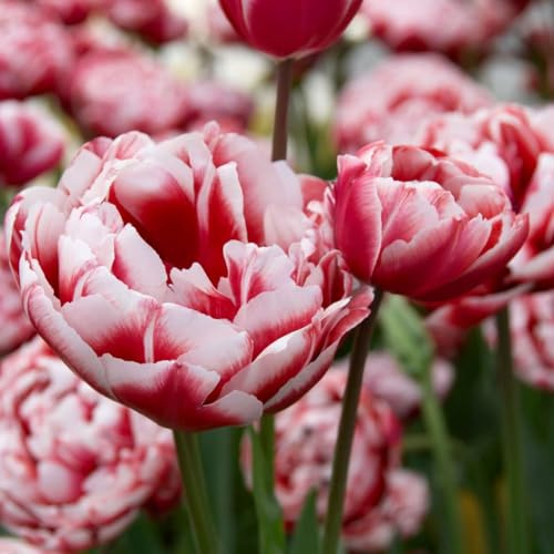 Plant in a Box - Tulpenzwiebeln - 15 Stk - Tulipa 'Drumline' - Blumenzwiebeln - Rosa