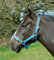 Rhinegold 0 Nylon Headcollar-Pony-Turquoise Halfter, türkis