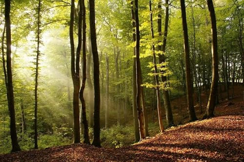 Papier peint intissé FORÊT 375 cm x 250 cm | Tapisserie Murale XXL Poster Décoration - Salon Appartement - Photo d'art Tableaux Muraux | QUALITÉ SUPÉRIEURE - MADE IN EU - Y compris adhésif