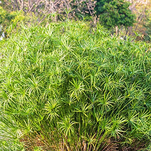 KräUterpflanzen Wasserpflanzen-Cyperus Papyrus Samen Echter Papyrus Stauden Winterhart MehrjäHrig Geschenke Garten Balkonpflanzen Winterhart Pflanzen Samen Indoor 350 Pflanzensamen(GrüN)