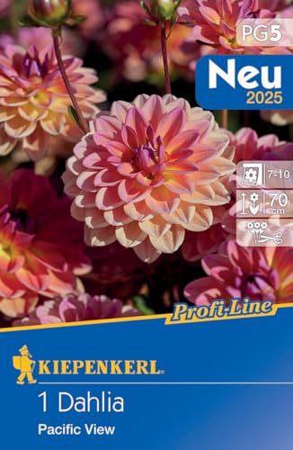 Kiepenkerl Dekorative Dahlie Pacific View 721555 - mehrjährige und wunderschöne Dahlienknollen für Kübel & Beet - Blumenzwiebeln, Dahlien Knollen, Pflanzen