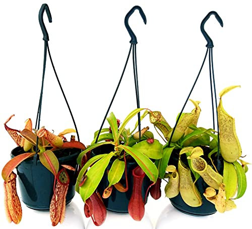 POWERS TO FLOWERS - NEPENTHES LOUISA, MIRANDA e ALATA, BASKET 16CM, piante vere