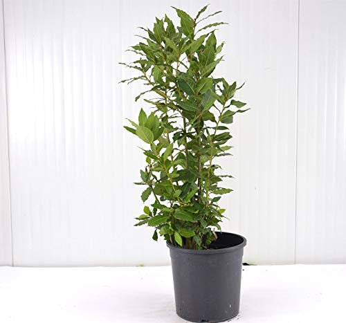 Pianta Alloro Vaso 24cm, Altezza 70-90cm