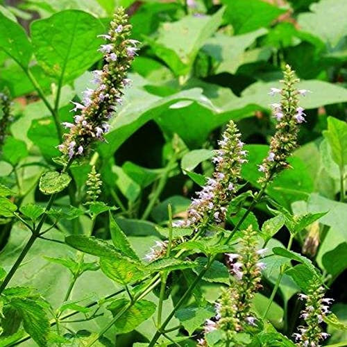 30 Unids Agastache Rugosa Semillas Perennes Perennes Al Aire Libre Planta En Maceta Semillas De Flores Suministros De Jardinería Verde