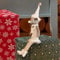 Marco Paul Luxury Plush Felt Fur Christmas Mouse Ornament Figurine Decorations Christmas Eve Box Fillers Secret Santa Gift Grey White Tree Decor Christmas Rat Natural Christmas Decorations Indoor 31cm
