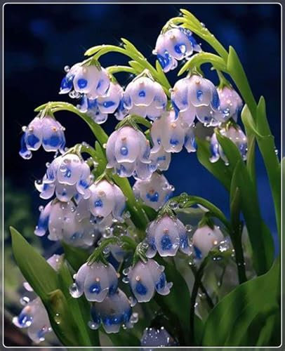 Lily of The Valley Bulbs UK,Lily of The Valley Plants for Garden,Excellent Display,Potted-Plants-Rhizome-3bulbs-w