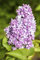 Syringa vulgaris 60-100 cm - Flieder, lila Blüten, Blütezeit Mai-Juni, duftend, ideal für Hecken und Rabatten, bienenfreundlich, winterhart
