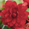 Begonie - Illumination Scarlet F1-25 semi