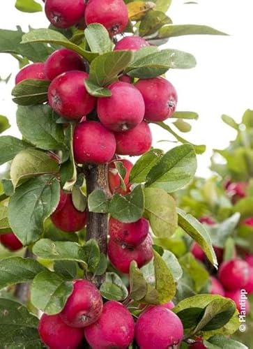 Malus transitoria APPLETINI® ‘Gulliver’® / Pommier d'ornement/Godet/Arbuste Fruitier et ornemental