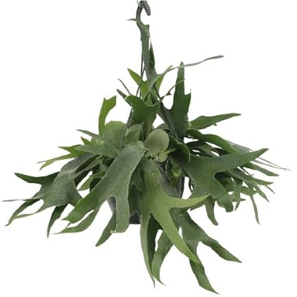 Felce corno di cervo Platycerium - Pianta d'appartamento - Ø 21 cm - 50 cm