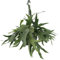 Helecho de cuernos de ciervo Platycerium – Planta de interior – Ø21 cm – 50 cm