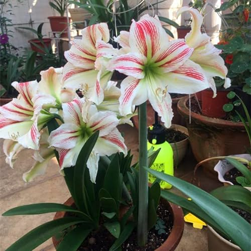 2 Amaryllis Zwiebel Steckzwiebeln Kaufen Weihnachten Amaryllis Zwiebeln Winterhart Mehrjährig Winterharte Pflanzen Für Garten Balkon Winterharte Pflanzen Zierblumen Hydroponik Blumenzwiebeln - RW30