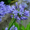 E.C.A.T.E. 1 Bulbi di AGAPANTO BLU 1 PZ RIZOMI GIGLI AFRICANI FIORI BRILLANTI BLU