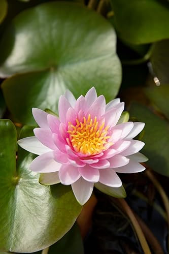 Lincolnshire Pond Plants Ltd - Laydekeri Lilacea Water Lily - Live Water Plant Aquatic Pond Lake Marginal - Kit