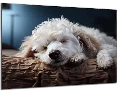 Munera Design - Bild 40x60 - schlafender Hund Welpe Pudel - Wand-Bilder Wohnzimmer