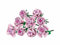 Blumen Baukasten Kompatibel mit Lego für Erwachsene,Rosen für Sie oder Ihn zu Weihnachten,Jahrestag,Botanische Kollektion,Künstliche Blumen Heimdekoration 741 pcs
